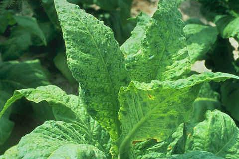 plant with tobacco virus pic
