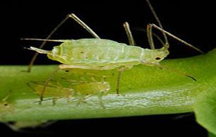 Aphid2