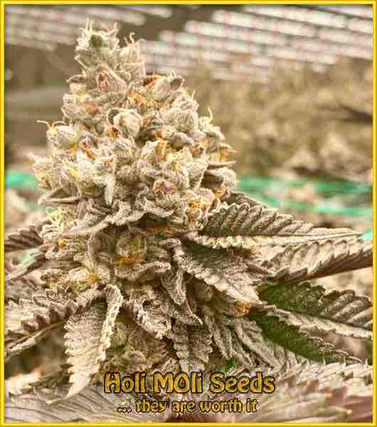 photo of Afghan Hash Plant regular cannabis bud