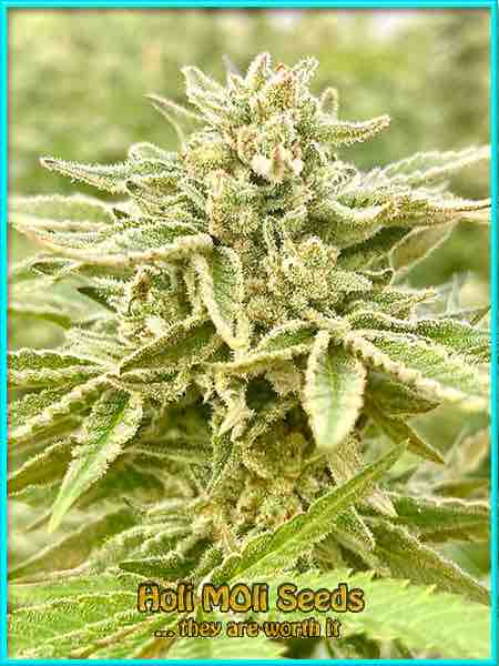 photo of afghani-hawaiian-laos-jamaica feminized cannabis bud