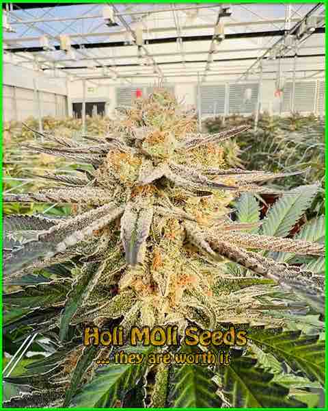photo of ak-47 feminized cannabis bud