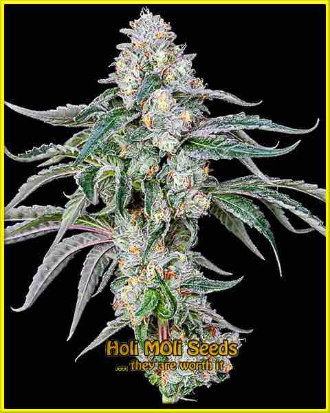 photo of blackberry-moonrocks autoflowering cannabis bud