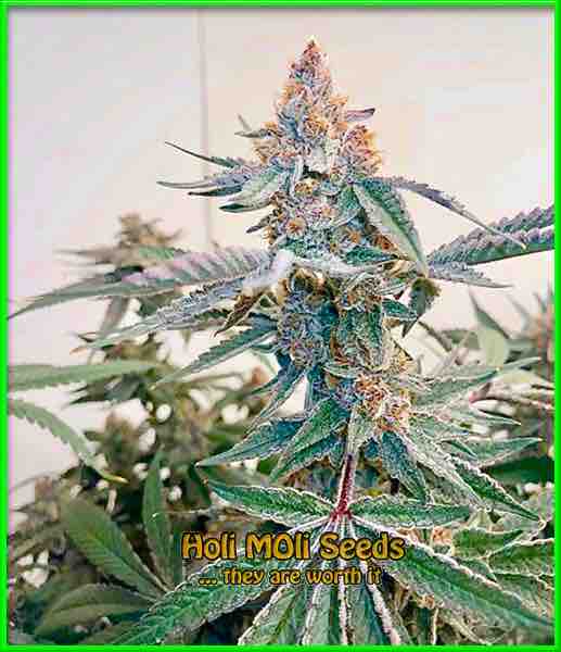photo of blue-widow autoflowering cannabis bud