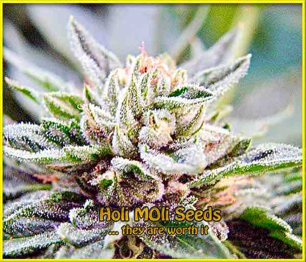 photo of bubba-kush autoflowering cannabis bud