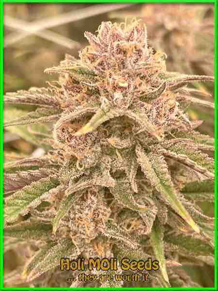 photo of blue-amnesia autoflowering cannabis bud