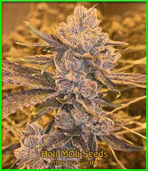 photo of blue-fruit autoflowering cannabis bud