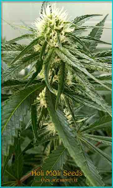 photo of haze-xl autoflowering cannabis bud