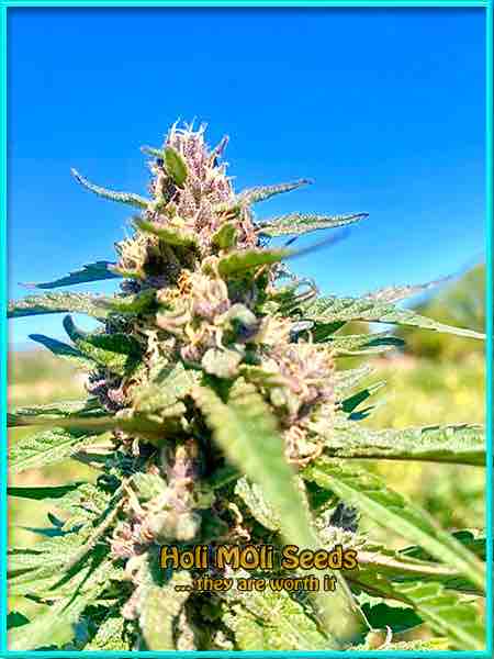 photo of mimosa autoflowering cannabis bud