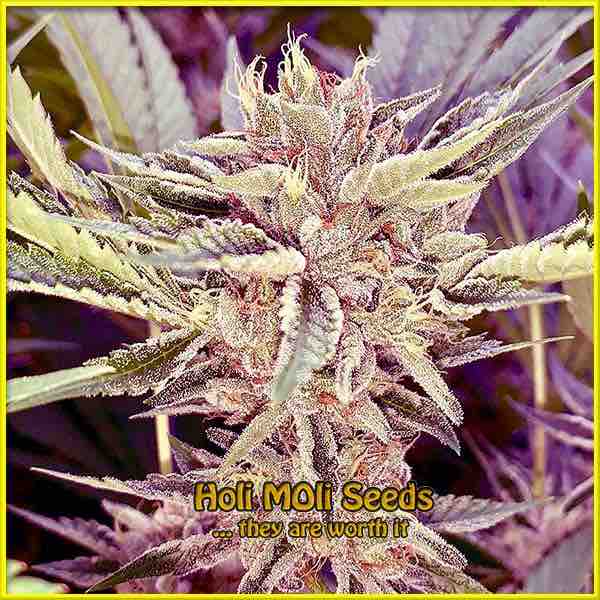 photo of Platinum Cookies feminized cannabis bud