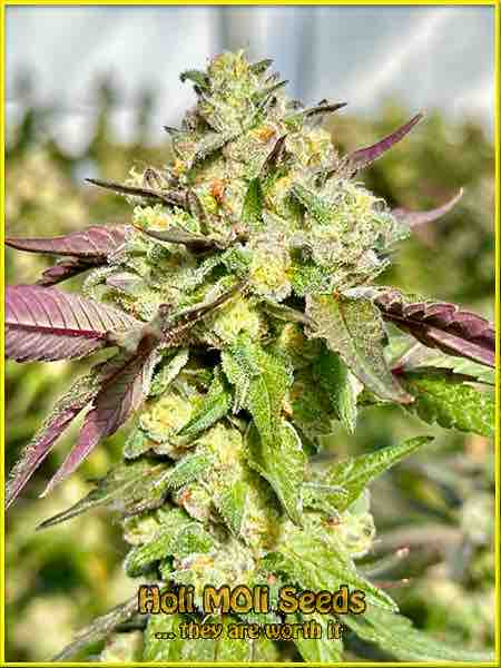 photo of strawberry-pie feminized cannabis bud
